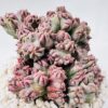 Myrtillocactus geometrizans monstruosa