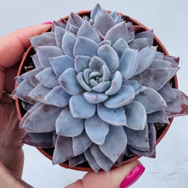 Graptoveria lulu