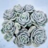 Graptoveria lovely rose