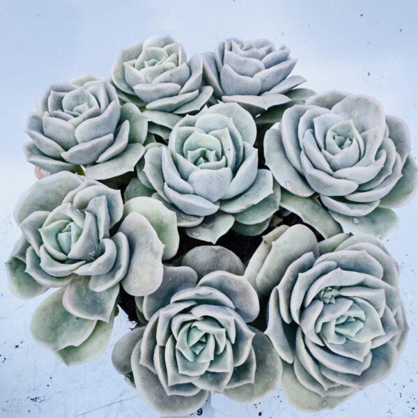 Graptoveria lovely rose