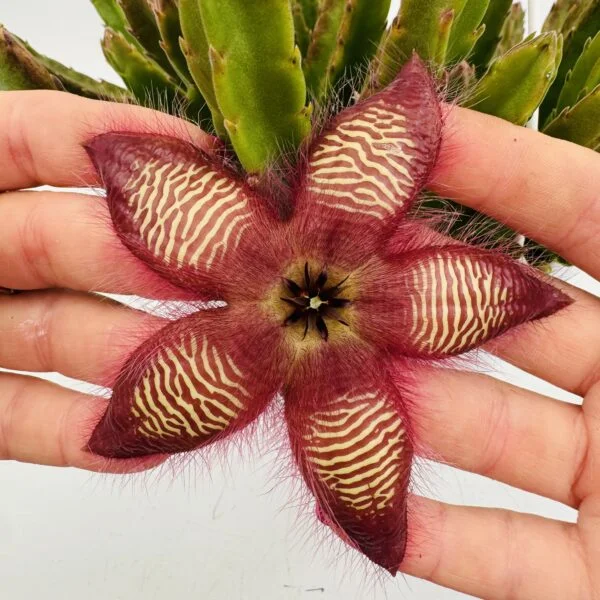 Stapelia hirsuta