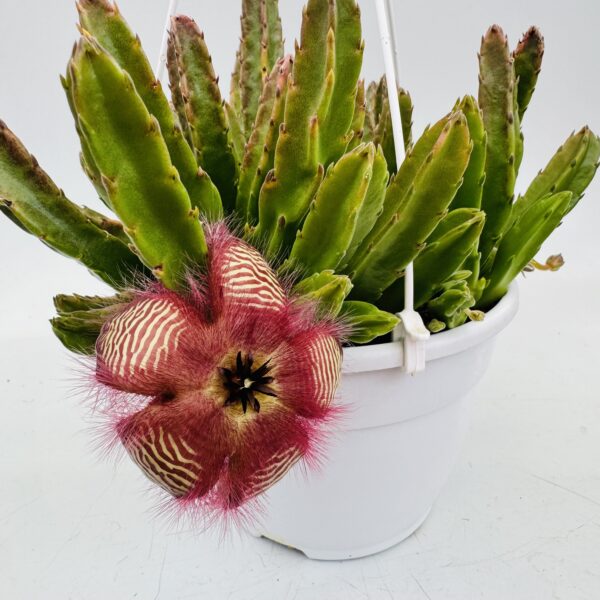 Stapelia hirsuta - Imagen 4