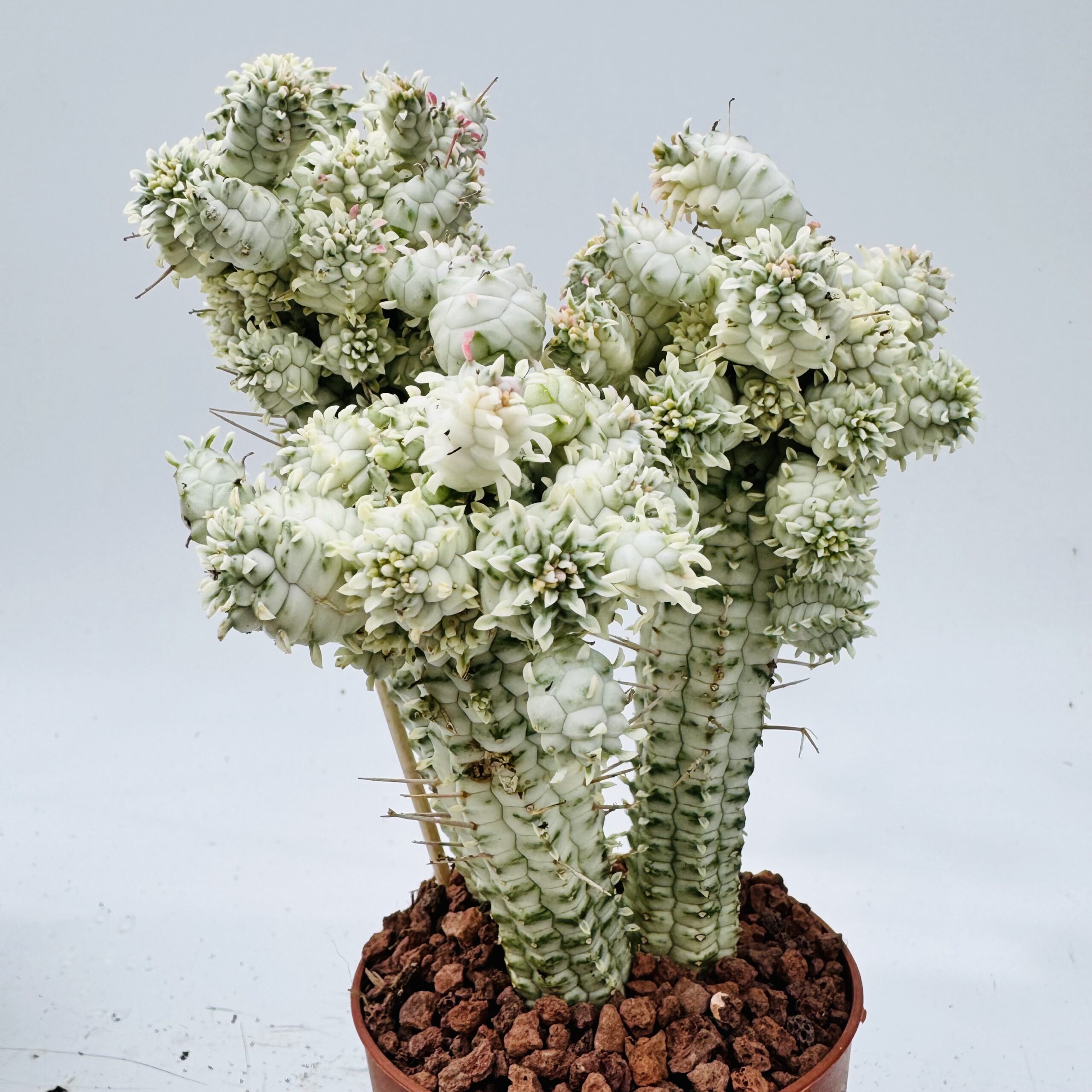 Euphorbia mammillaris variegata - Imagen 2