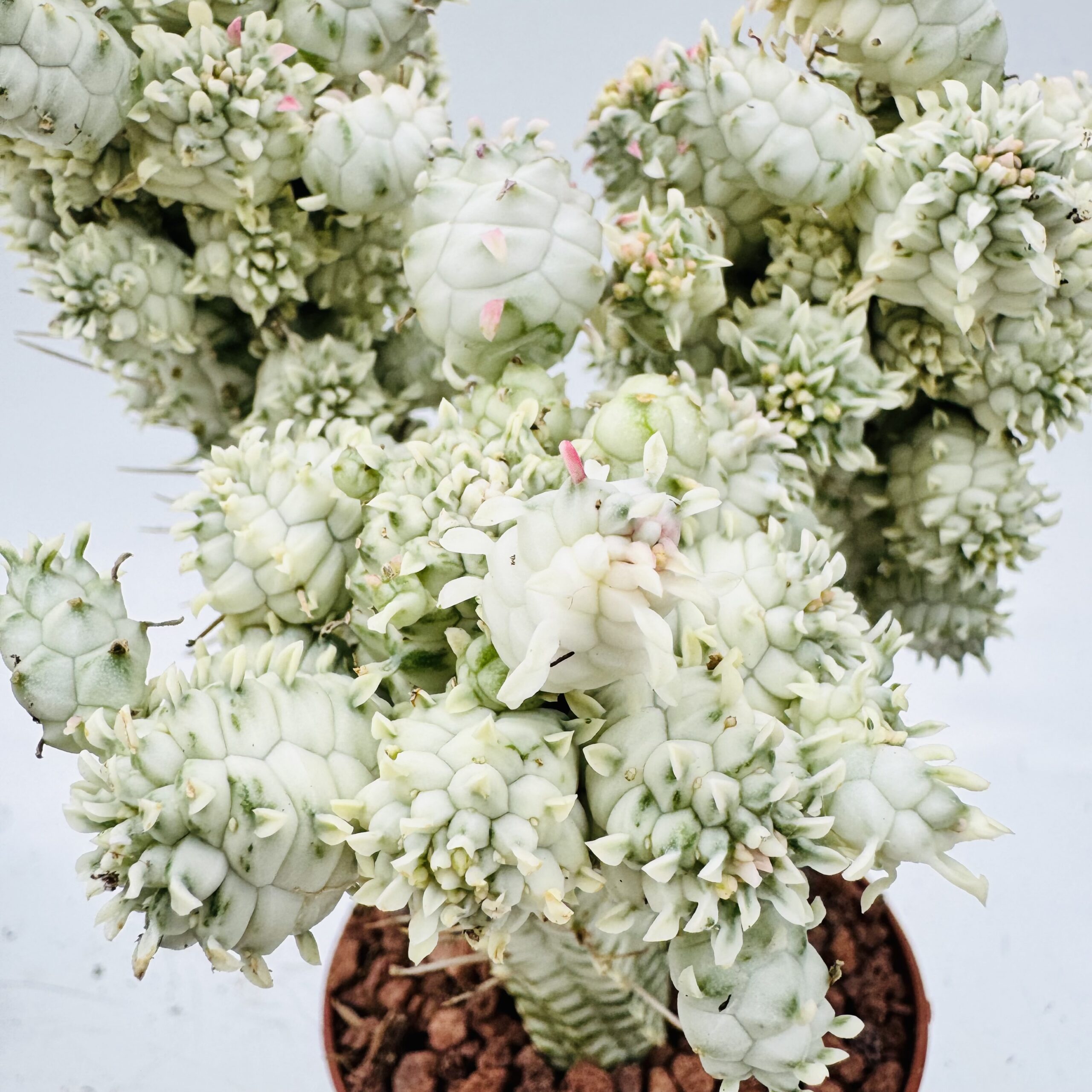 Euphorbia mammillaris variegata - Imagen 6
