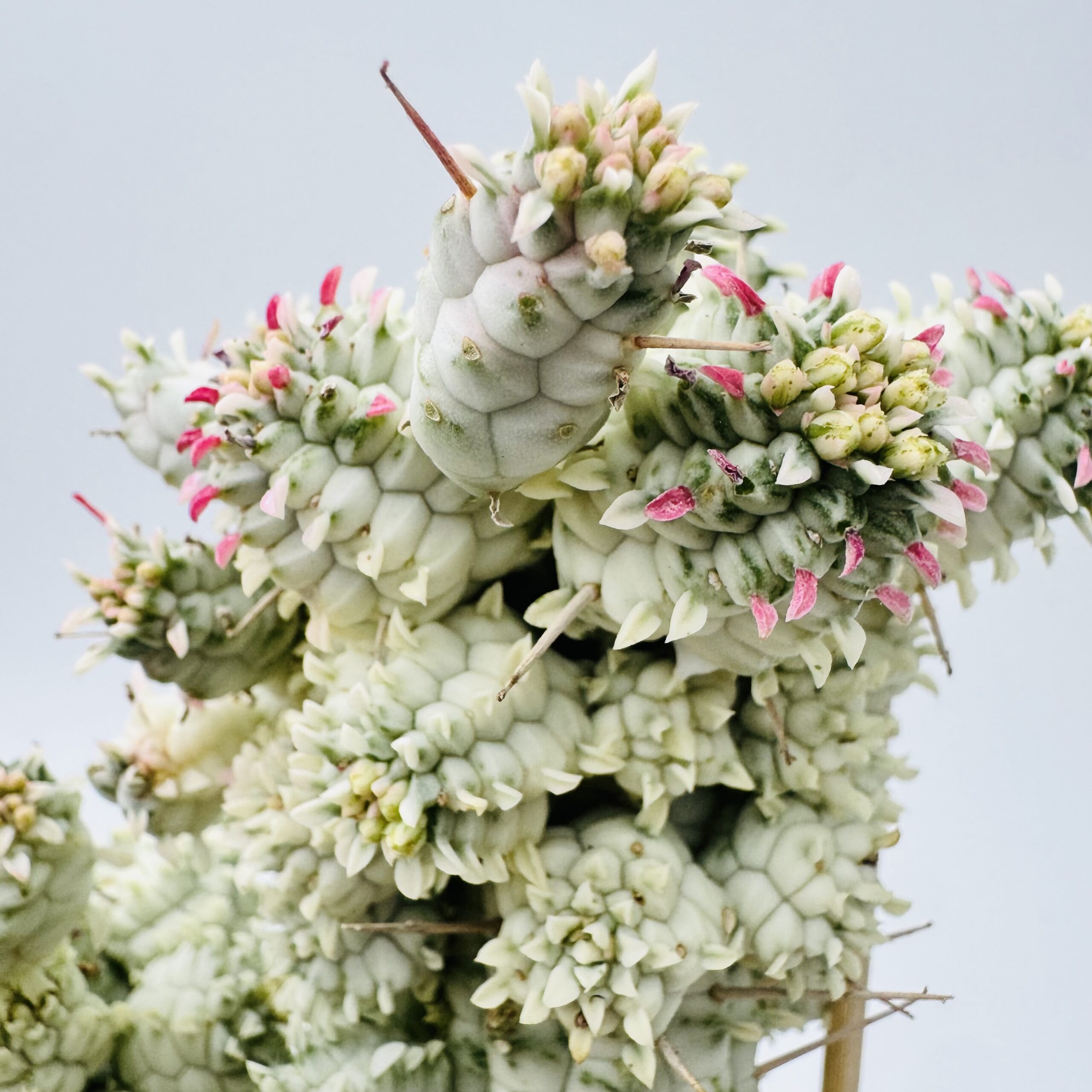 Euphorbia mammillaris variegata - Imagen 4