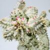 Euphorbia mammillaris variegata