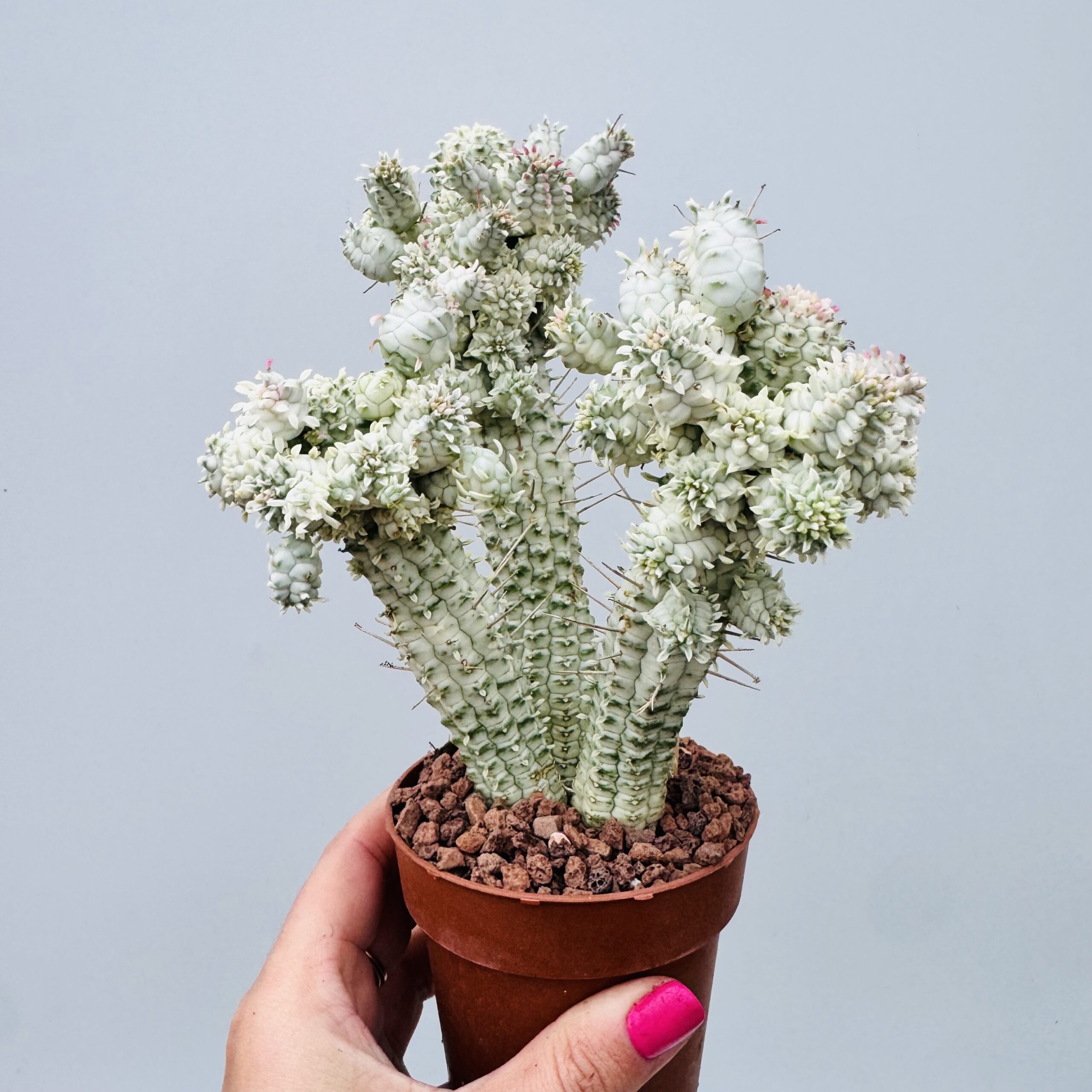 Euphorbia mammillaris variegata - Imagen 3