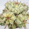 Euphorbia meloformis variegata