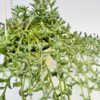 Senecio peregrinus “delfín”