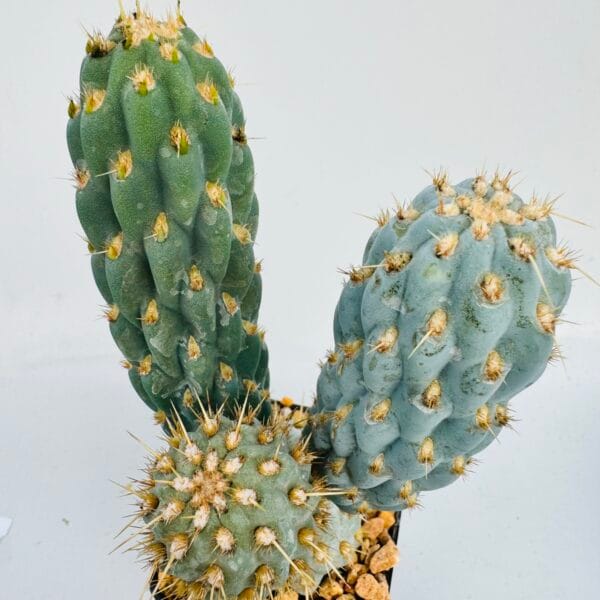 Opuntia miquelii - Imagen 4