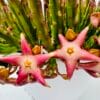 Stapelia divaricata