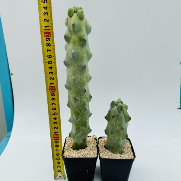 Myrtillocactus geometrizans Fukurokuryuzinboku “Cactus tetilla” 3