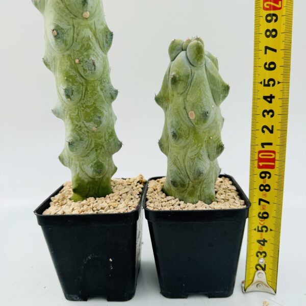 Myrtillocactus geometrizans Fukurokuryuzinboku “Cactus tetilla” 2