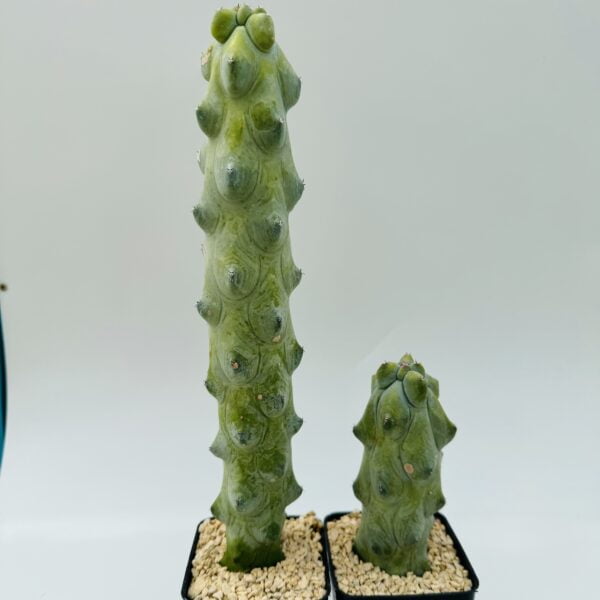 Myrtillocactus geometrizans Fukurokuryuzinboku “Cactus tetilla” 4