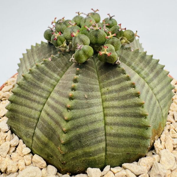 Euphorbia obesa 4