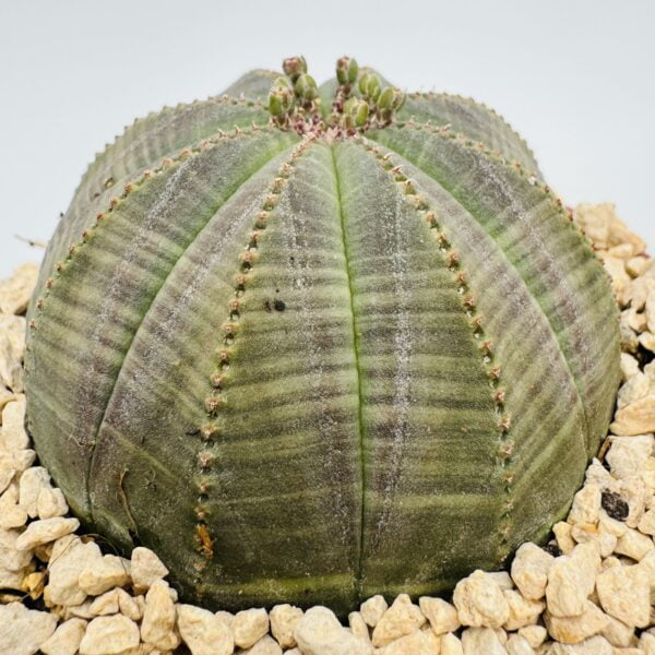 Euphorbia obesa 3