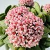 Crassula springtime
