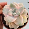 Graptoveria titubans variegata