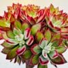 Echeveria pulvinata devotion