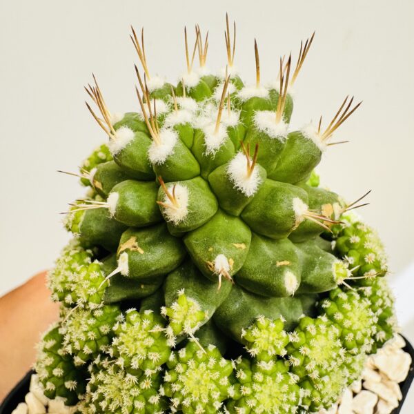 Strombocactus disciformis monstruosa - Imagen 4