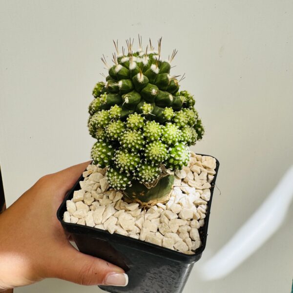 Strombocactus disciformis monstruosa - Imagen 3