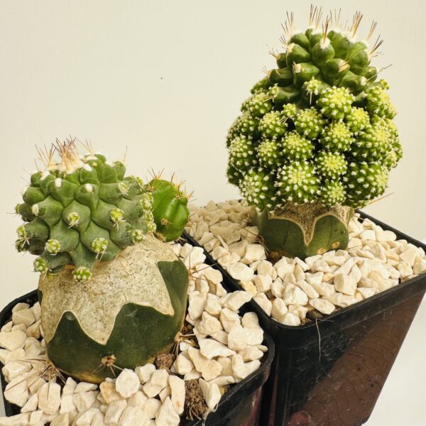 Strombocactus disciformis monstruosa - Imagen 5