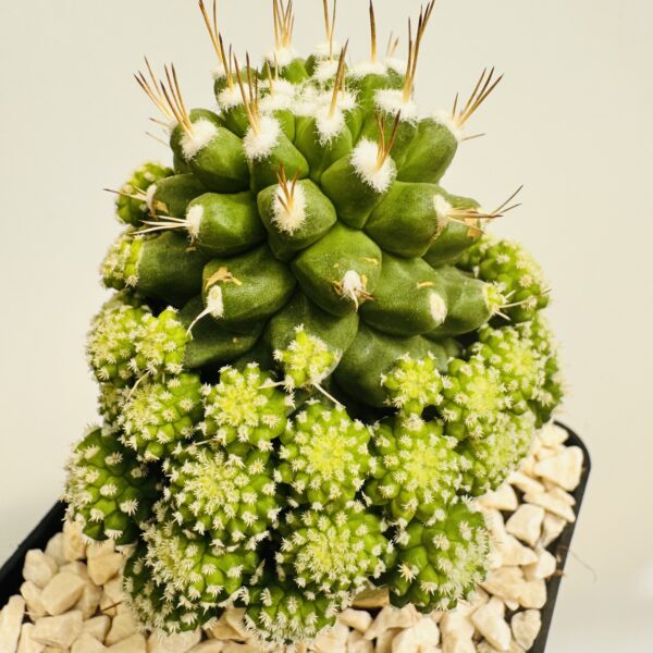 Strombocactus disciformis monstruosa
