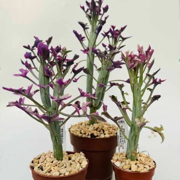 “Cactus salchicha variegata” Senecio articulatus variegata 2