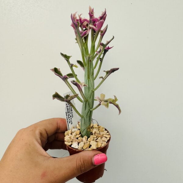 “Cactus salchicha variegata” Senecio articulatus variegata 3