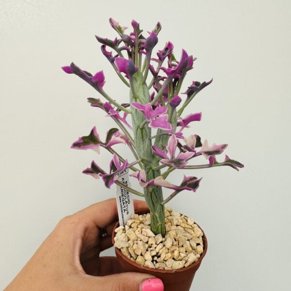 “Cactus salchicha variegata” Senecio articulatus variegata 4