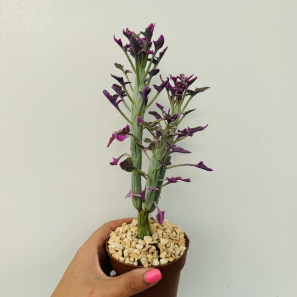 “Cactus salchicha variegata” Senecio articulatus variegata 5