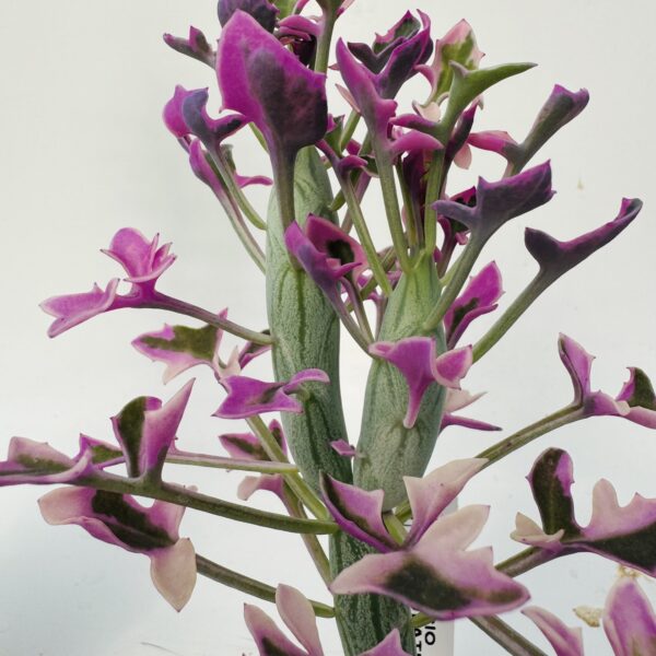 “Cactus salchicha variegata” Senecio articulatus variegata 6