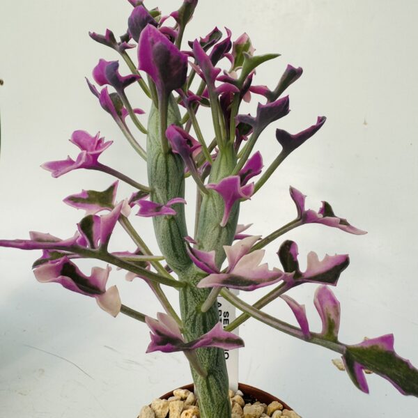 “Cactus salchicha variegata” Senecio articulatus variegata 1
