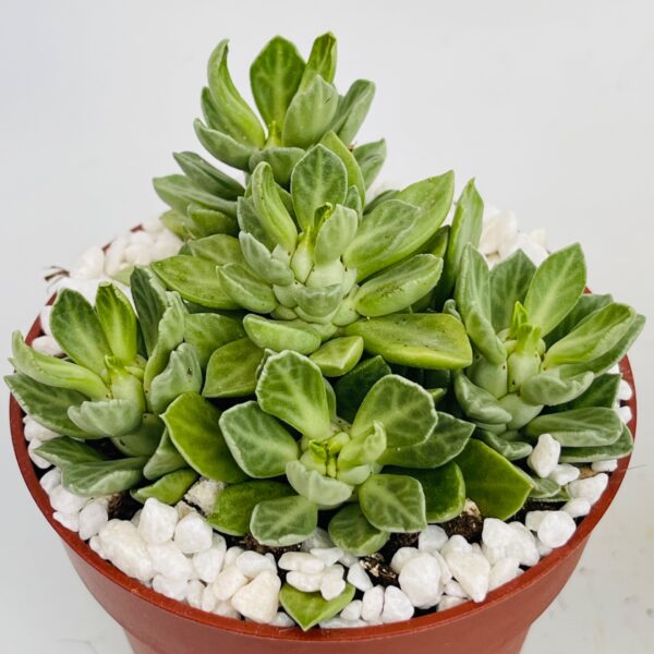 Euphorbia lugardeae 1