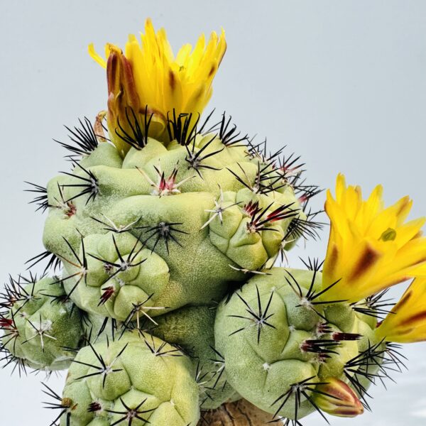 Ortegocactus macdougallii