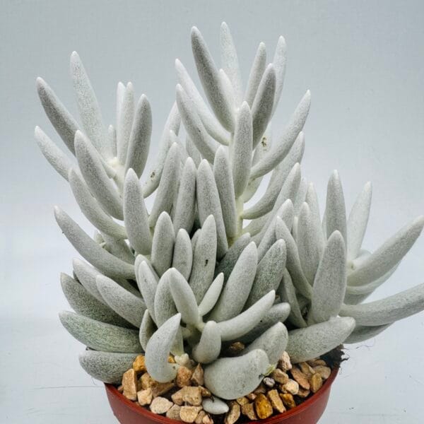 Senecio mont blanc - Imagen 4