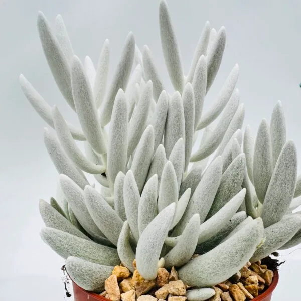 Senecio mont blanc