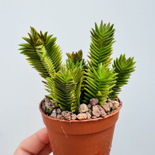 Crassula pyramidalis x congesta