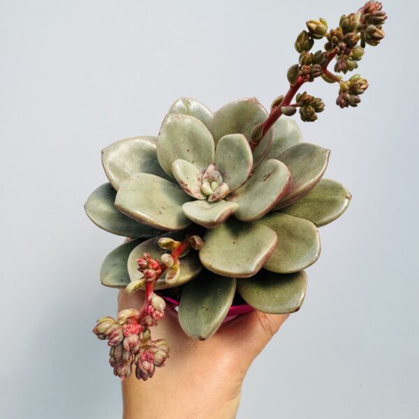 Echeveria “Cumbre Vieja”