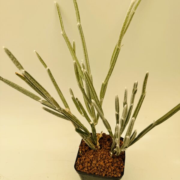 Seyrigia humbertii - Imagen 5