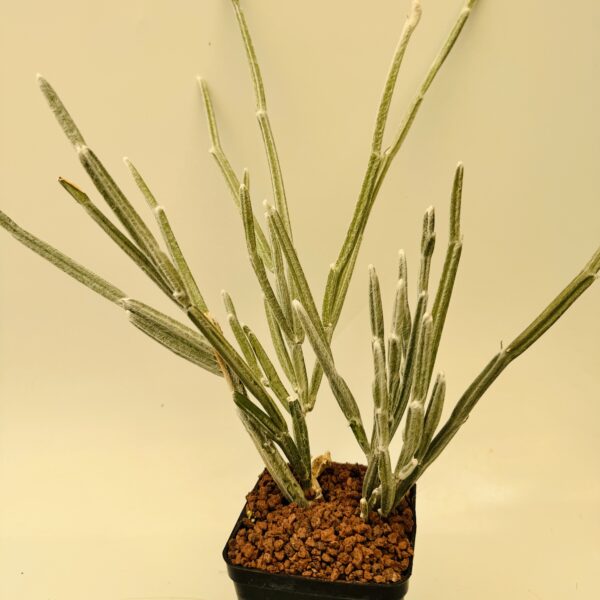 Seyrigia humbertii - Imagen 3