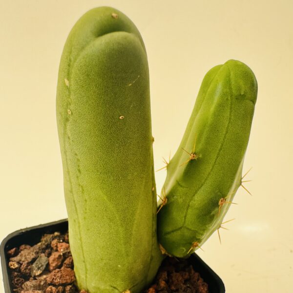 "cactus pene" Trichocereus bridgesii monstruosa