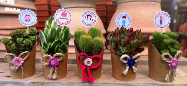 Suculentas y cactus surtidos, decorados para eventos 1