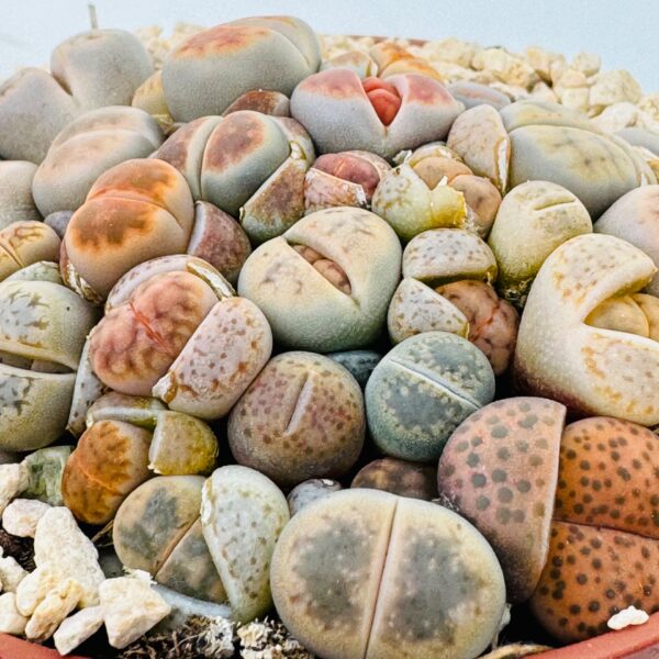 Lithops “cactus piedra”