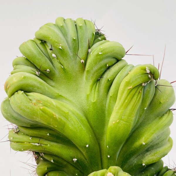 Cereus forbersii monstruoso