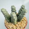 Crassula plegmatoides