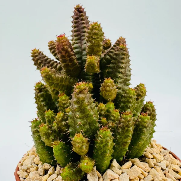 Euphorbia pitica 1