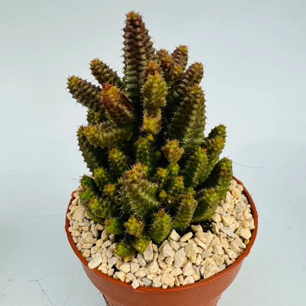 Euphorbia pitica 2