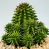 Euphorbia suzannae