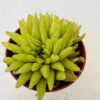 Haworthia kikuhigasa